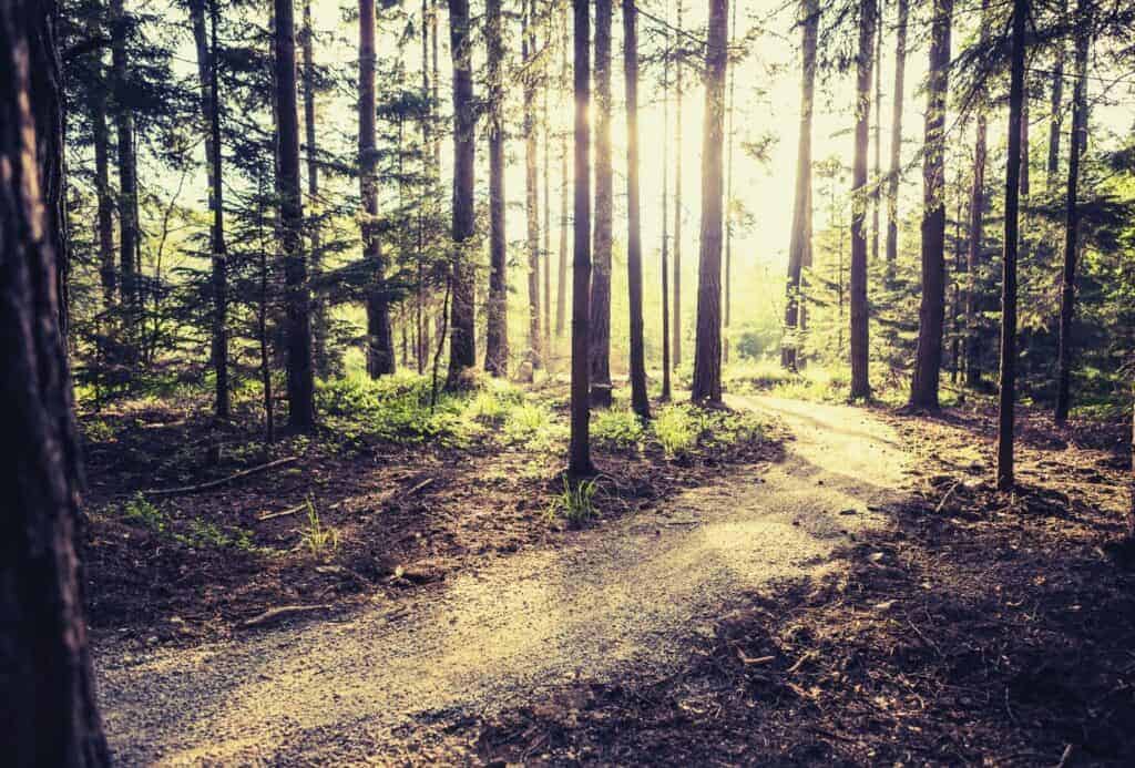 leave no trace featimage