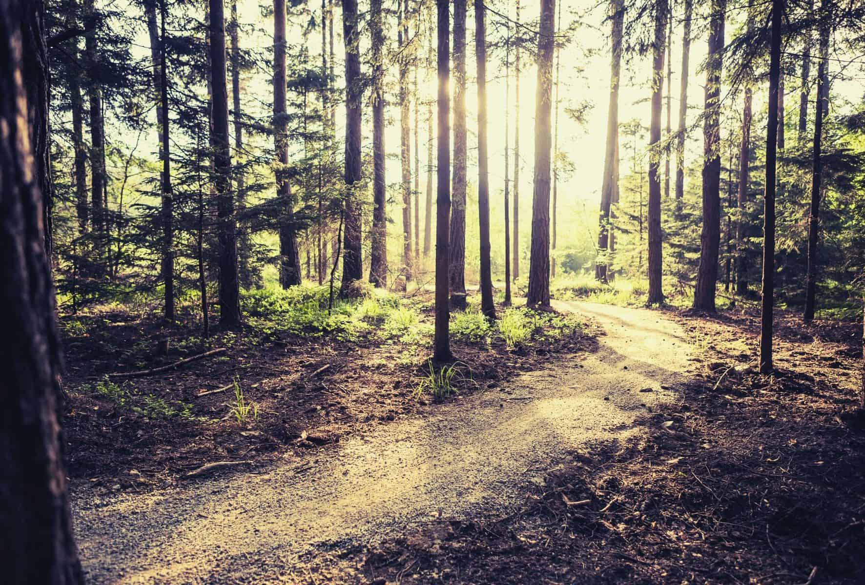 leave no trace featimage