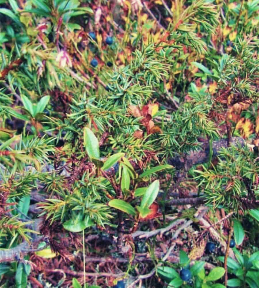 Edible myrtle berries