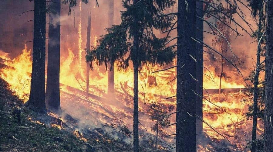 forest fire raging