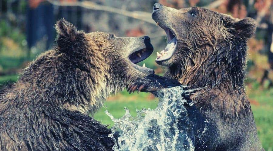 grizzly bears playing