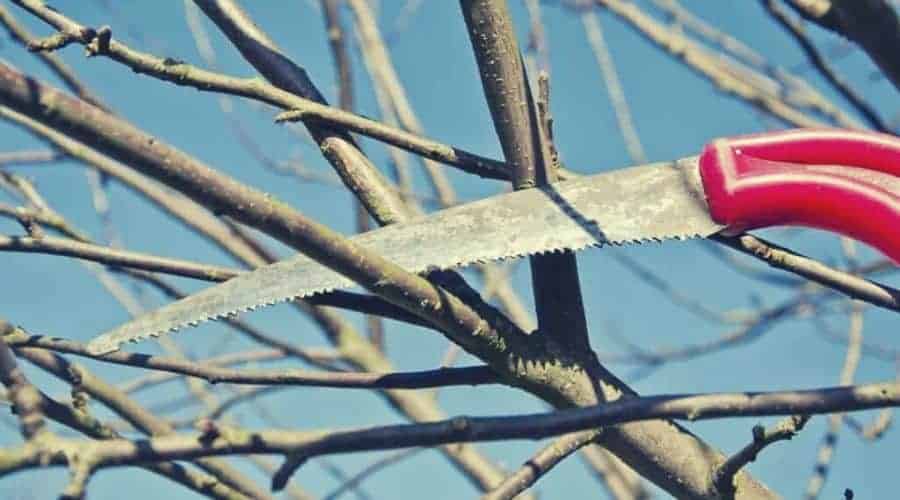 cut prune apple tree branch in spring garden with handsaw intext