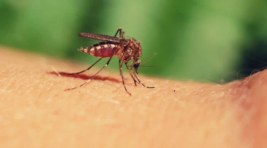mosquito biting skin