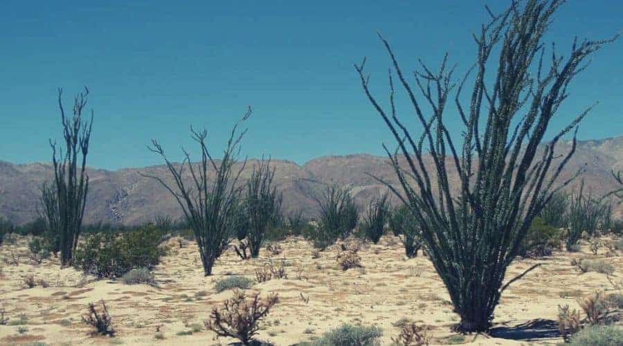 Anza-Borrego Desert State Park