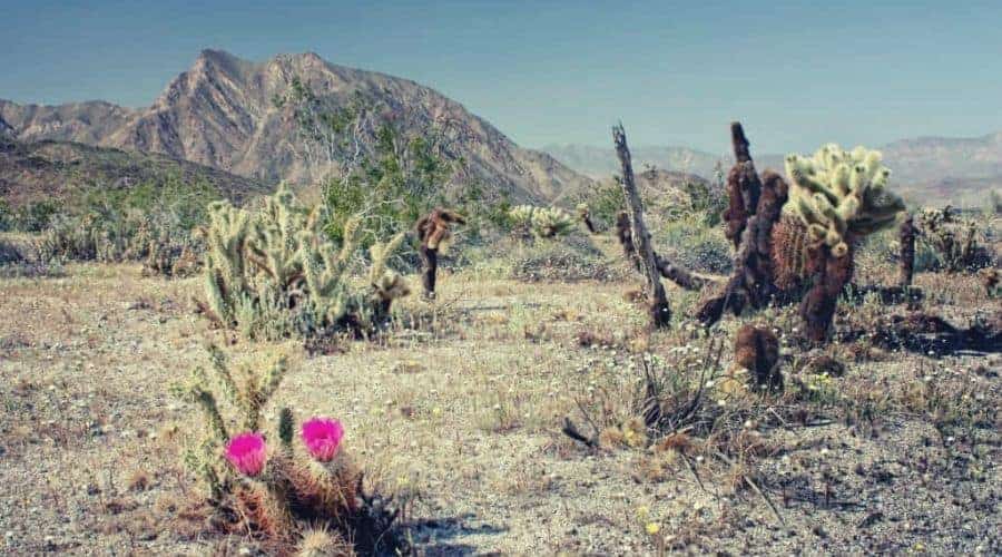 Blooming Cactus in the Desert