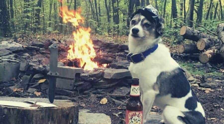 Dog watching over a campfire intext