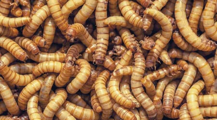 Mealworm 