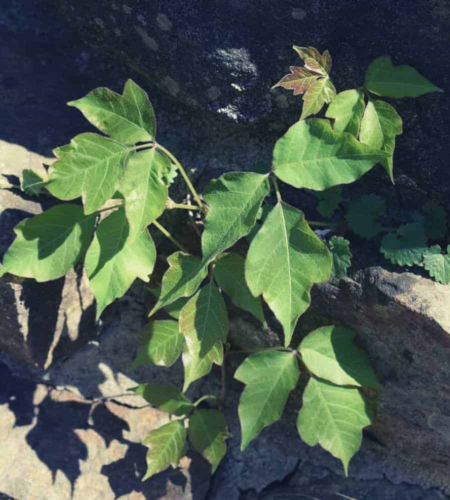Poison ivy leaves on stone wall vertintext