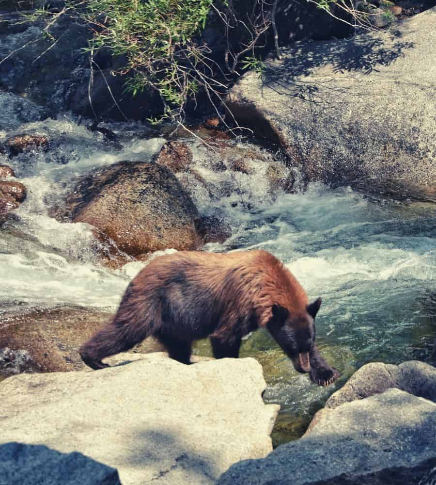 Rae Lakes Loop bear