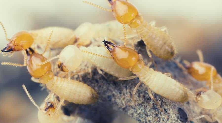 Termites in Thailand intext