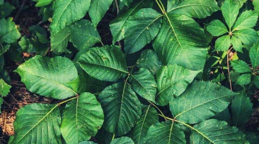 cluster of poison ivy intext