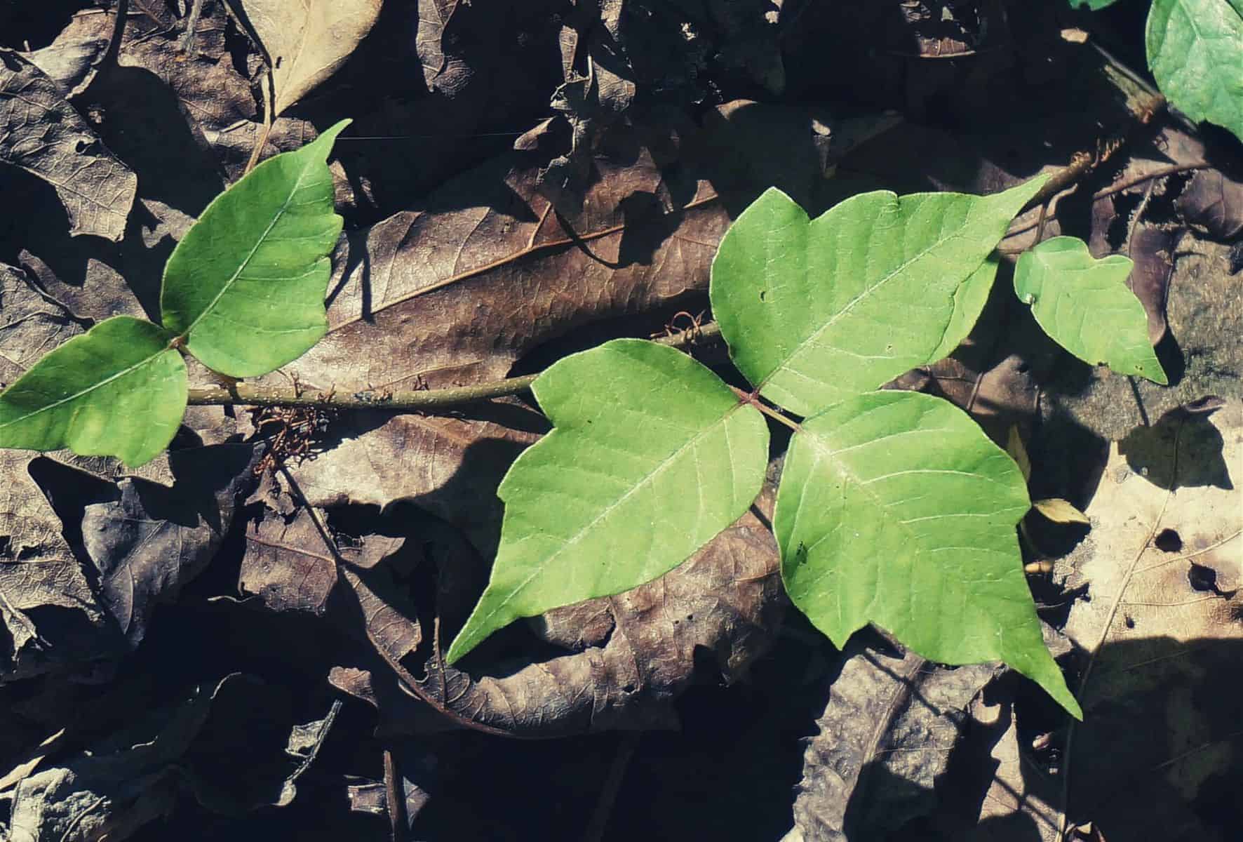 how to identify treat poison ivy featimage