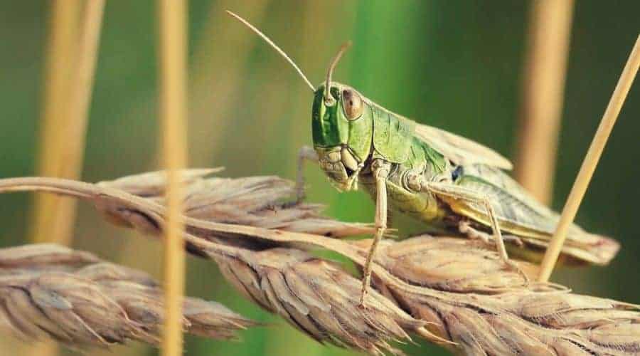 desert locust