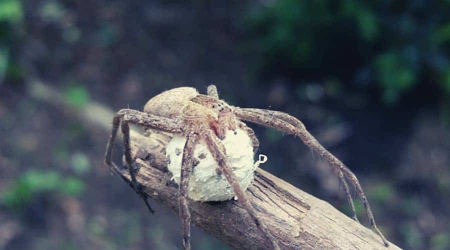 spider