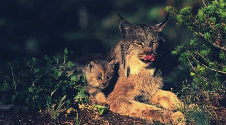 Canadian Lynx intext