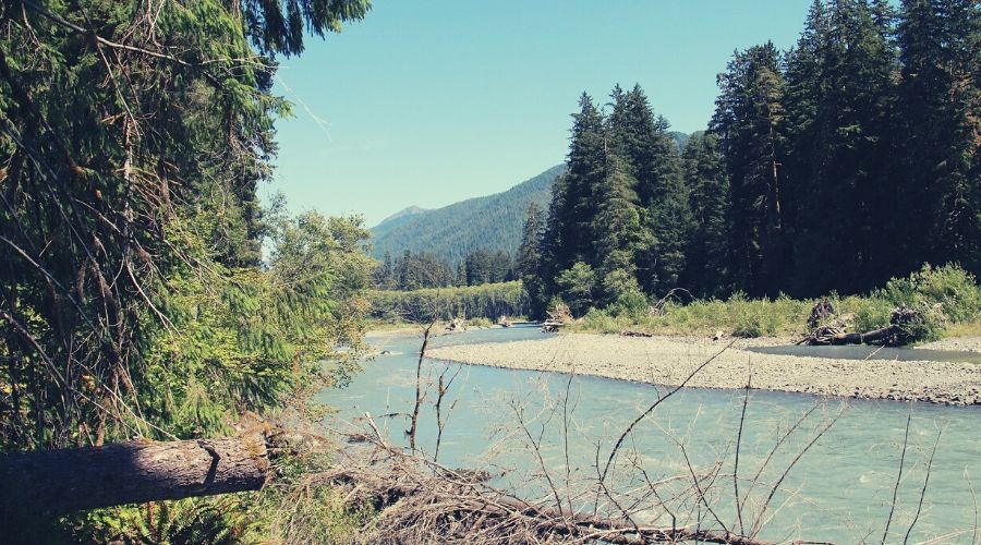 Hoh River Trail 1