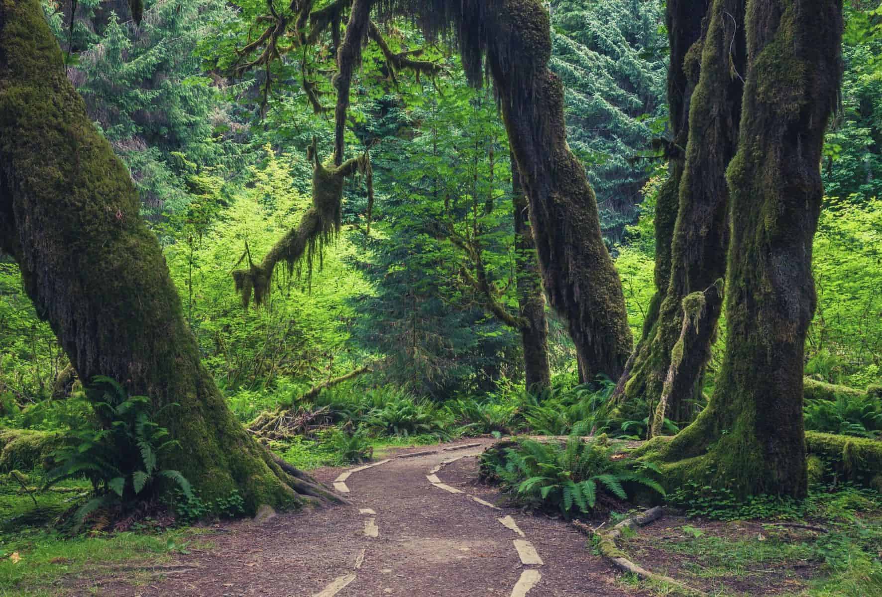 Hoh River Trail Guide featimage