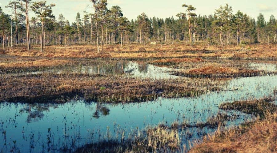 Swedish swamp along the trail intext