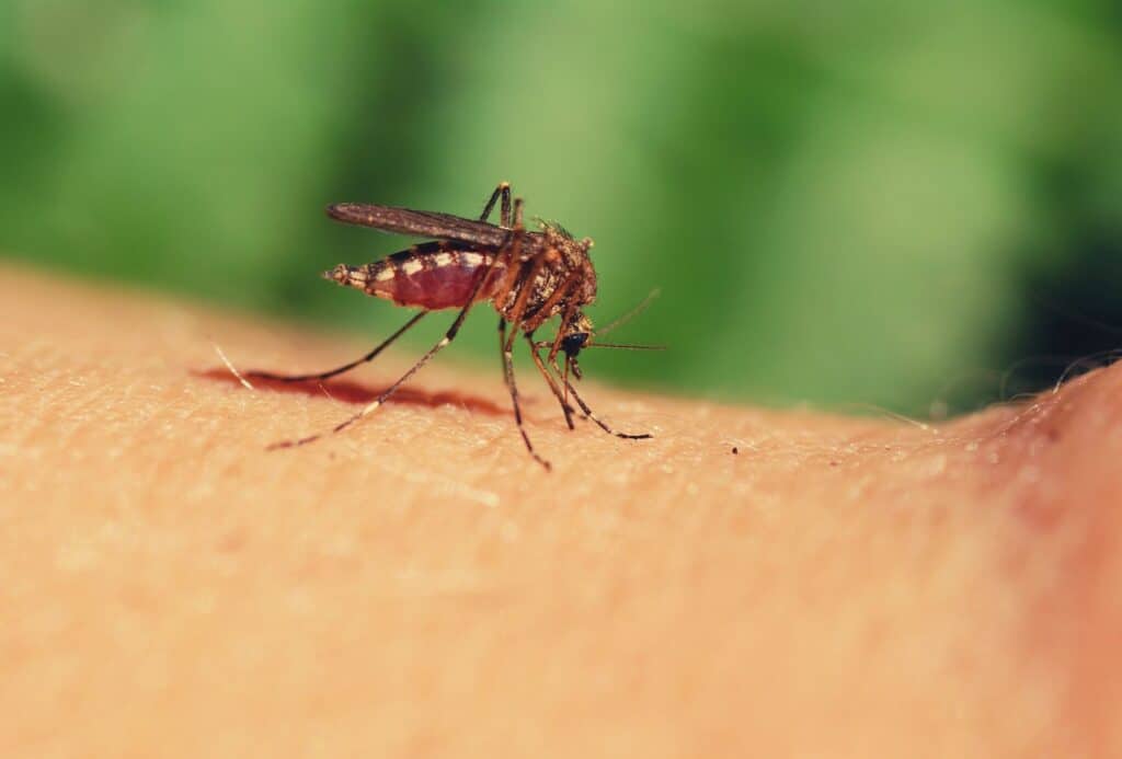 hiking backpacking mosquito bite prevention treatment featimage