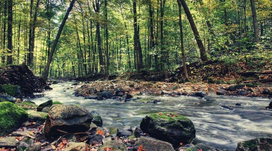 small stream runs through green forest intext