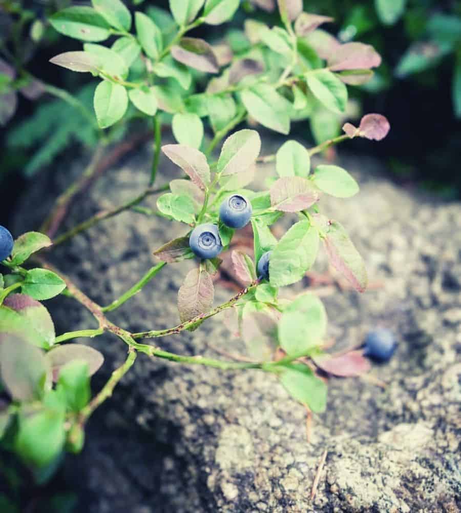 closeup blueberries vertintext
