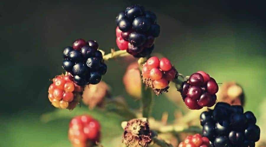 closeup brambles blackberries intext