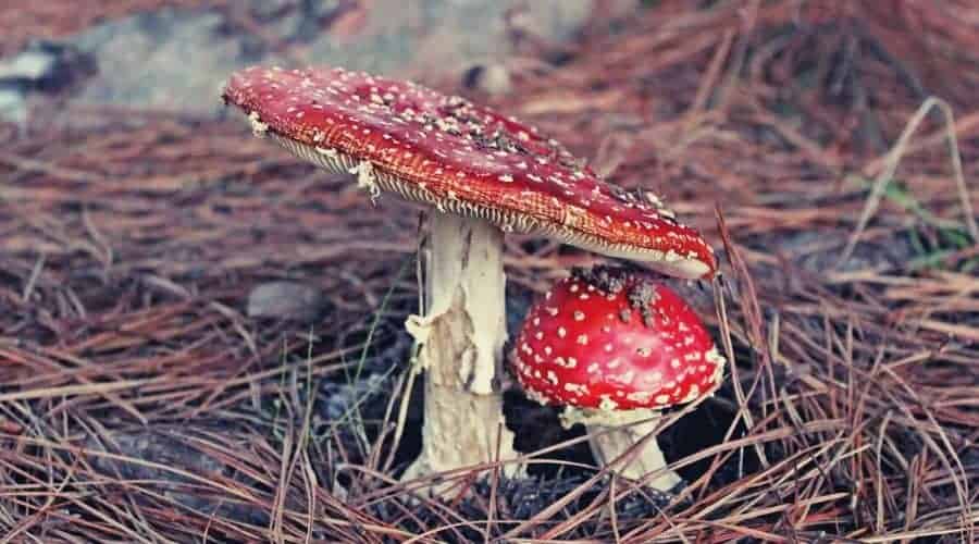 closeup fungus intext