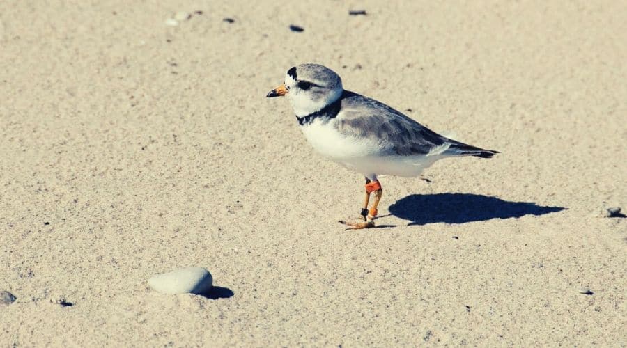 piping plover