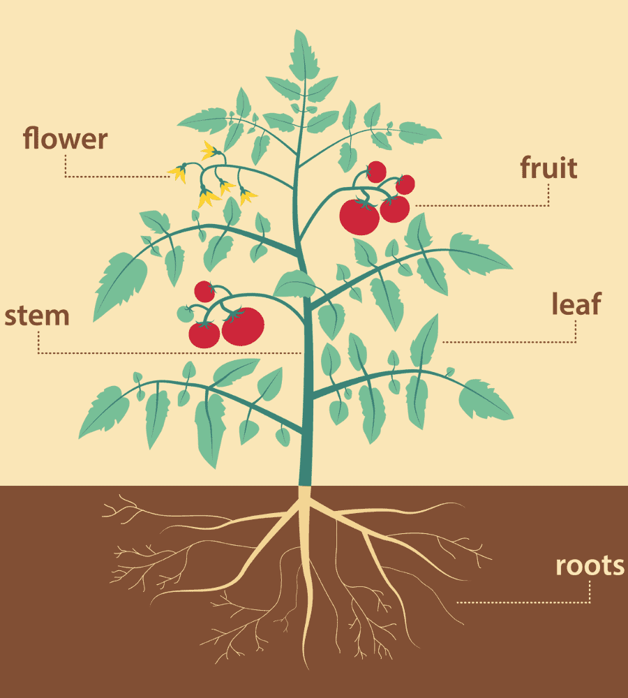 plant anatomy vertintext