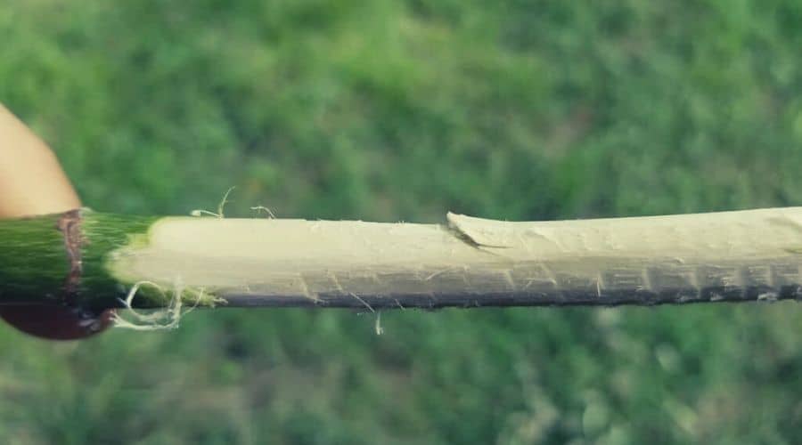 whittling a branch