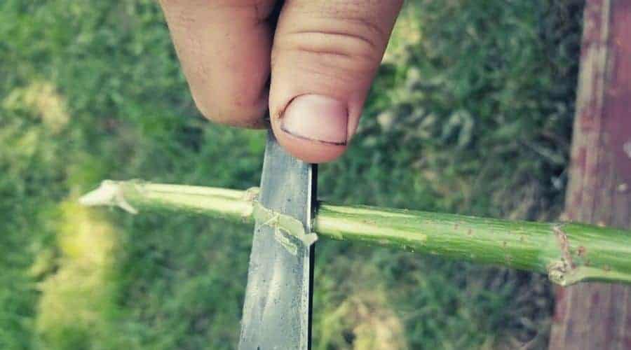 whittling push stroke on a branch