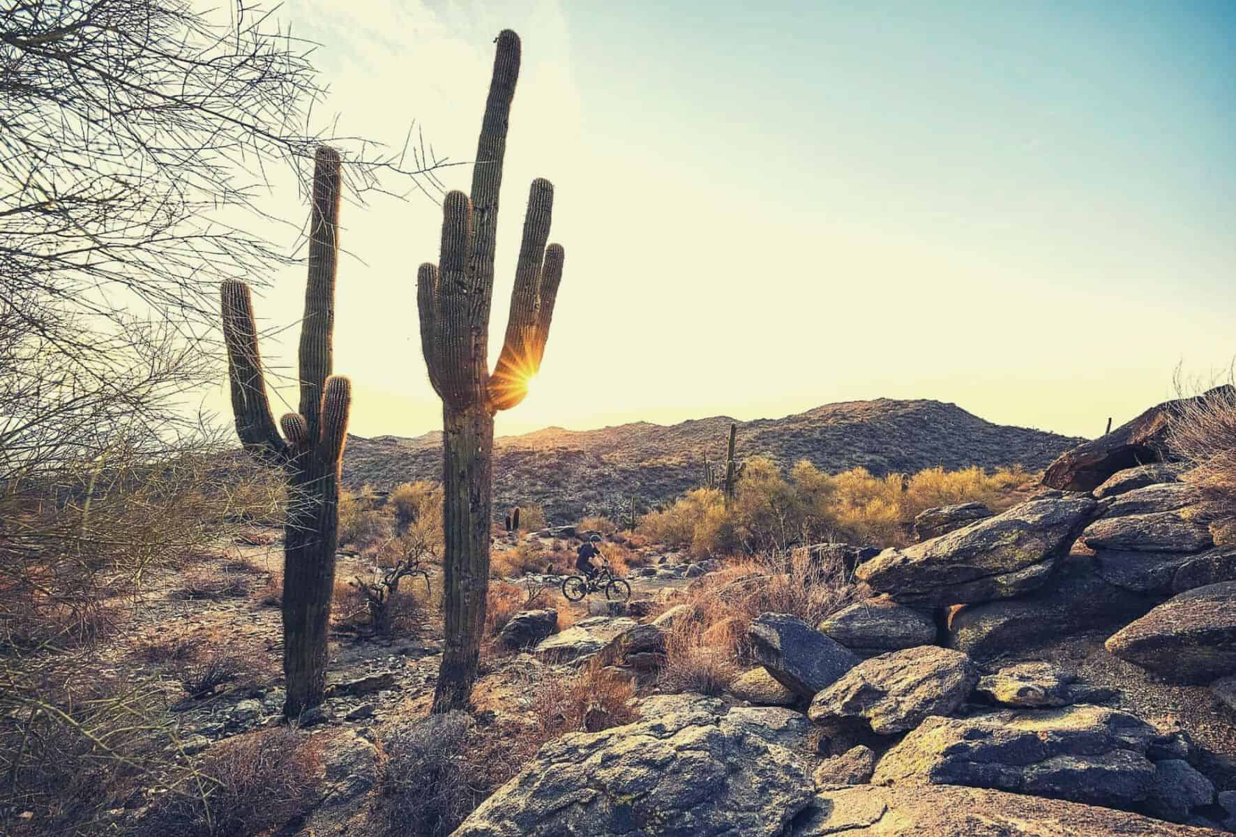 cactus on holbert trail arizona featimage