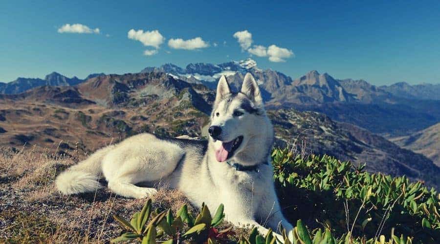 husky dog sitting on mountain panorama intext