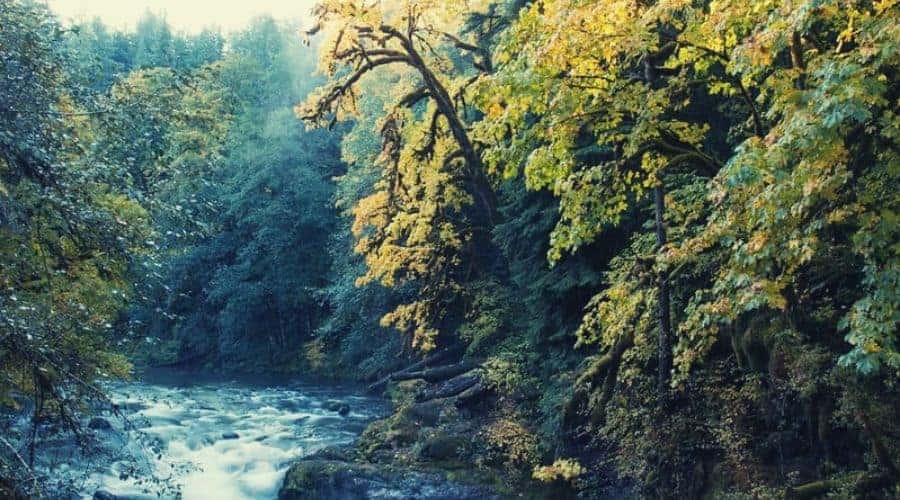 Willamette National Forest