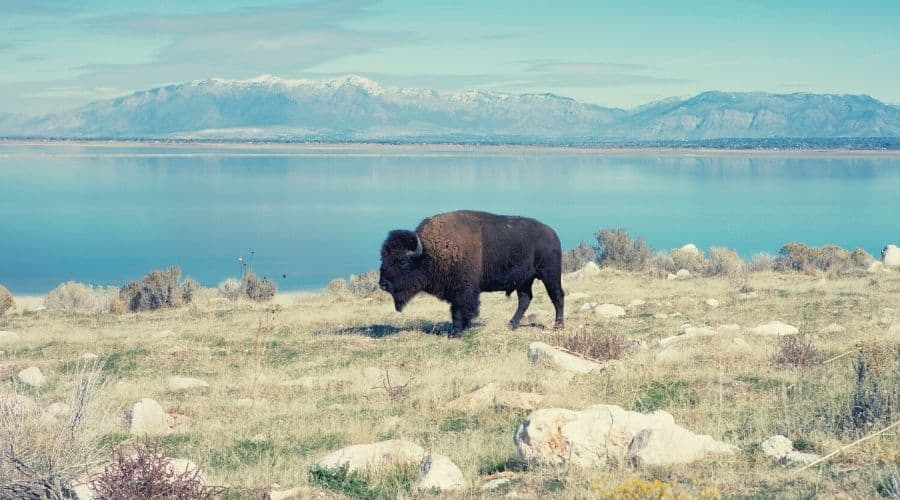 Buffalo in Antelope Island State Park Utah