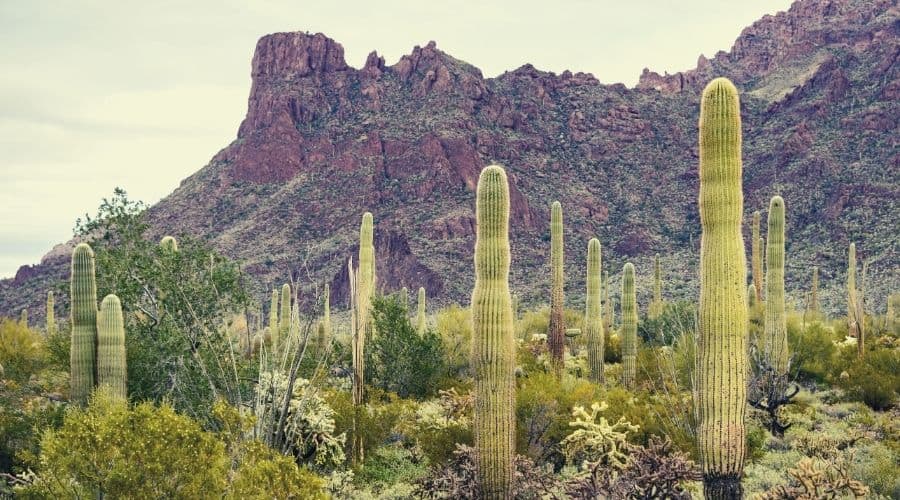 Organ Pipe Cactus National Park, Arizona