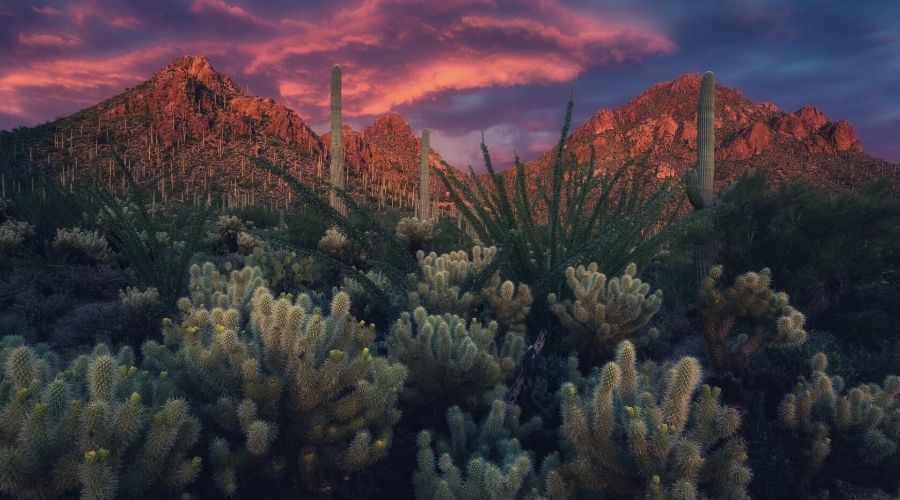 Tucson Mountain Park, Arizona