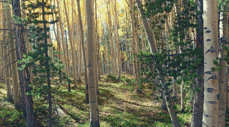 Turquoise Lake, Colorado