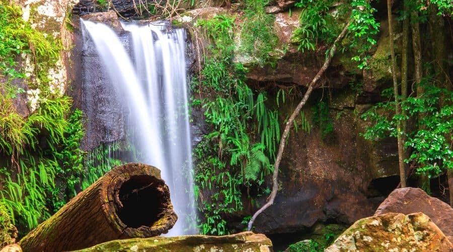 mount tamborine rainforest (1)