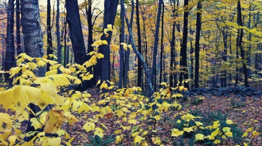 Macedonia Ridge Trail, Macedonia Brook State Park