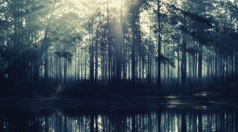 What To Do If You Get Lost In The Woods My Open Country