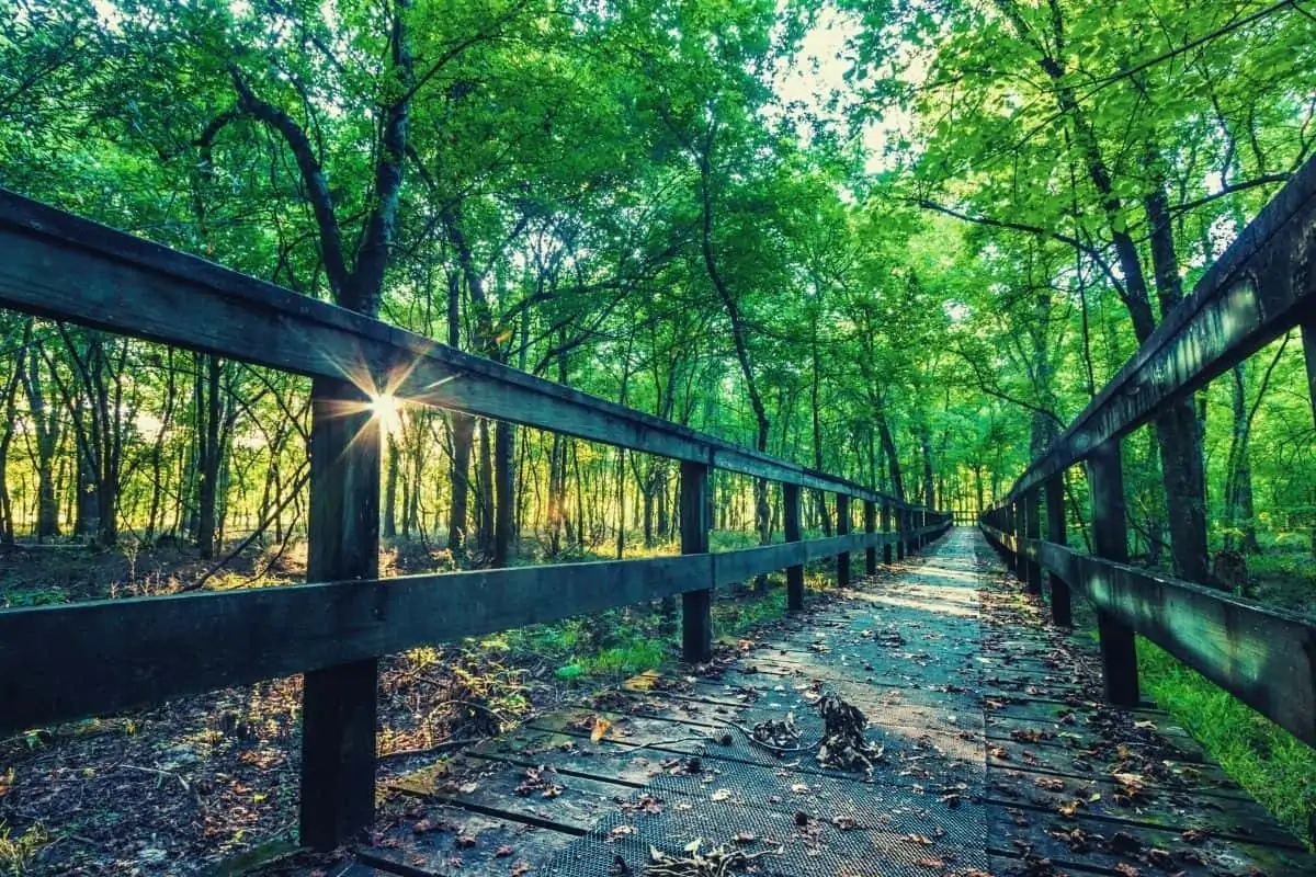 best hiking trails in mississippi - feat img