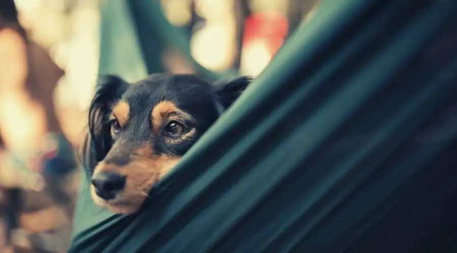 dog in a hammock
