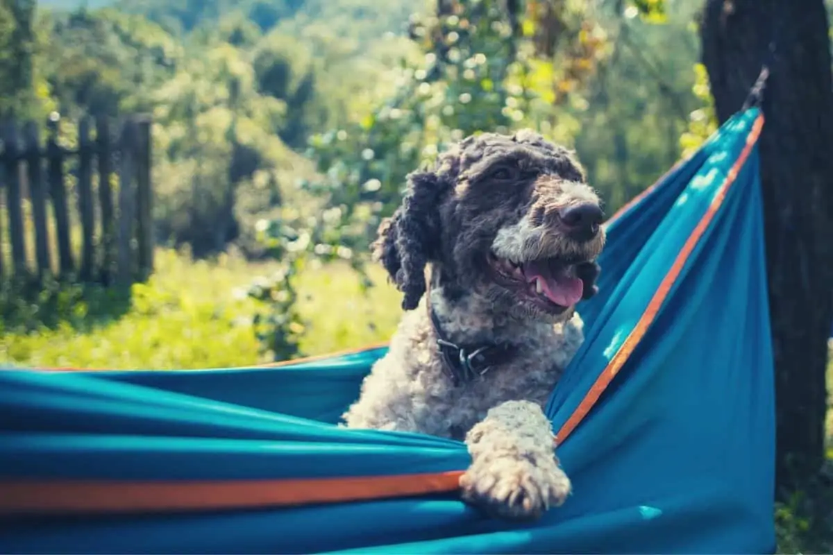 hammock camping with dogs - feat img