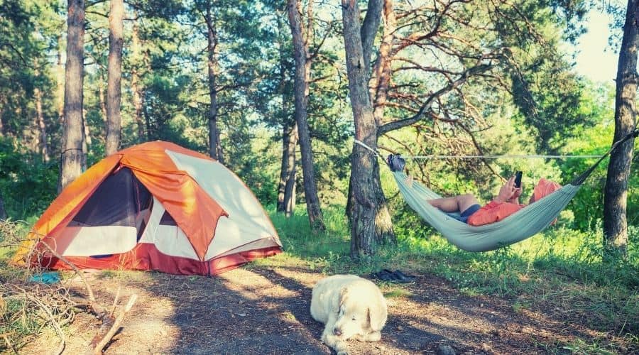 tent hammock and a dog