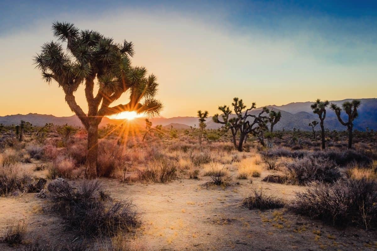 A Joshua tree silhouette against the seeting sun in Mojave desert