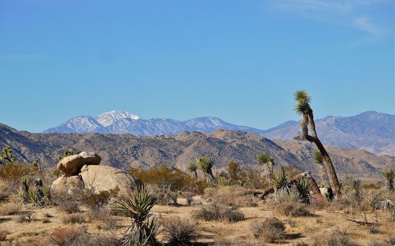 Maze Loop Trail, Joshua