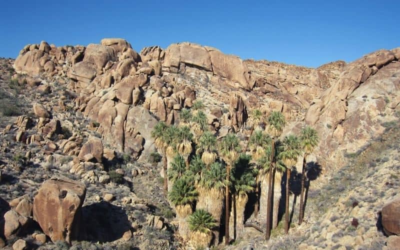 Munsen Canyon, Joshua