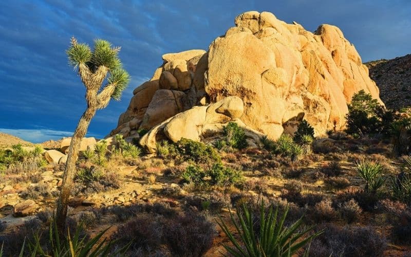 Ryan Mountain Trail, Joshua Tree National Park