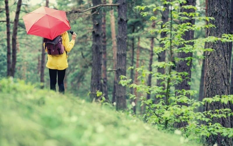 birdwatcher hiker in forest with umbrella